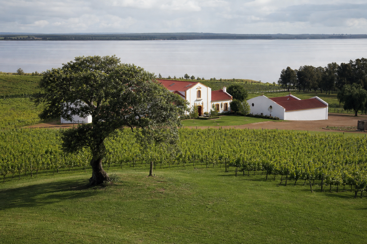 Viñedos junto al río en Carmelo